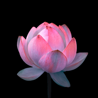 버튼4